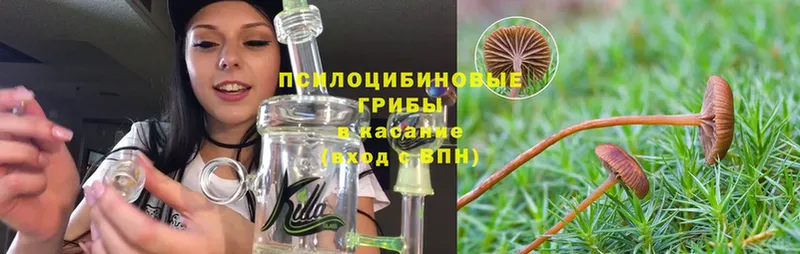 Галлюциногенные грибы Psilocybine cubensis  Сафоново 